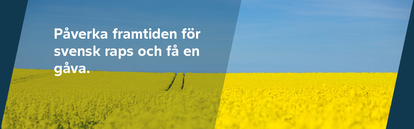 Rapsfält